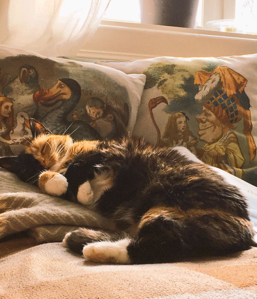 Minni ligg og søv fredleg på eit pledd inntil to Alice i eventyrland-puter i sofaen. Sollyset frå vindauget lyser ho opp som om ho var ein guddom, noko som ganske sikkert var noggrant planlagt av ho før ho la seg der.