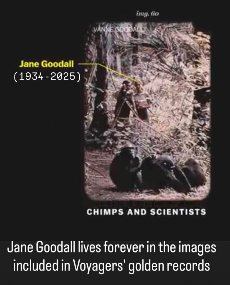 img. 60
Jane Goodall (1934 - 2025) CHIMPS AND SCIENTISTS Jane Goodall lives forever in the images included in Voyagers' golden records
