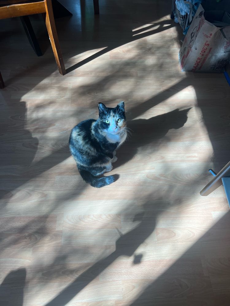 A picture of the user’s cat, Olive Oil, who is a calico colored cat with a crooked tail and mostly black fur. Her shadow and the shadows from the window cast to the right. 