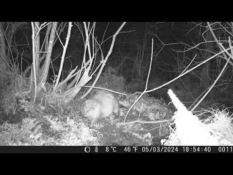 Wild beavers discovered at Helman Tor nature reserve