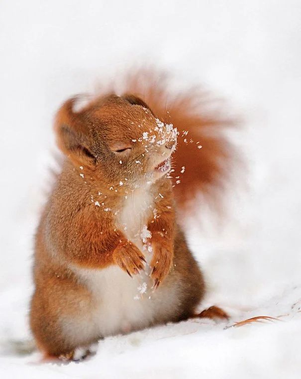 A squirrel with snow on its face 