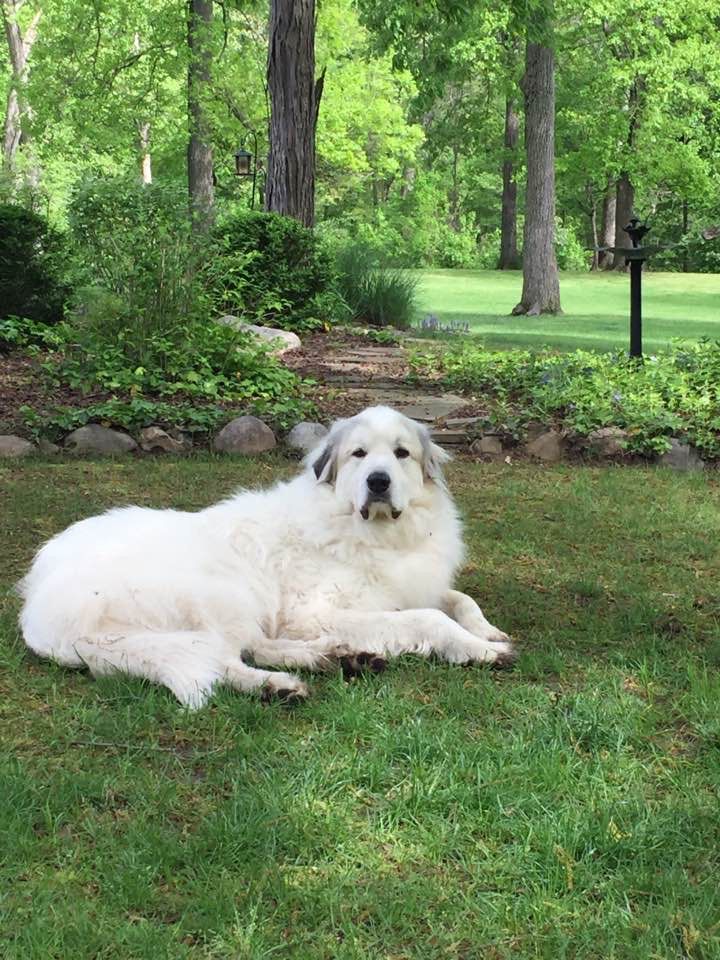Large white dog on the green summer grass. 🤍