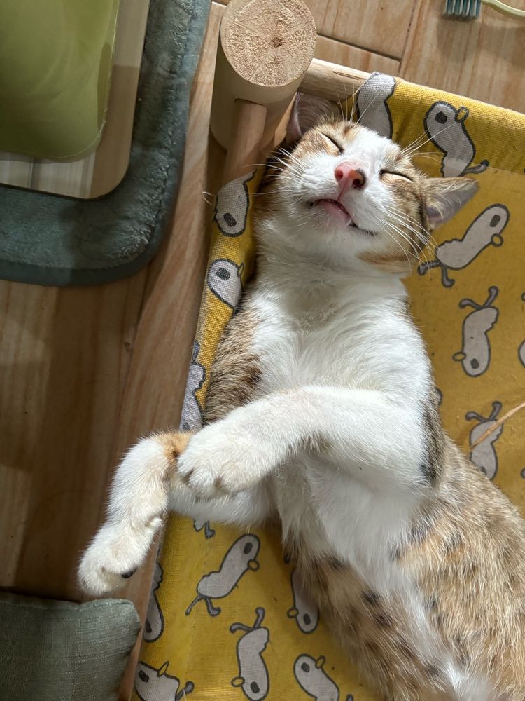 cat sleeping on a hammock 