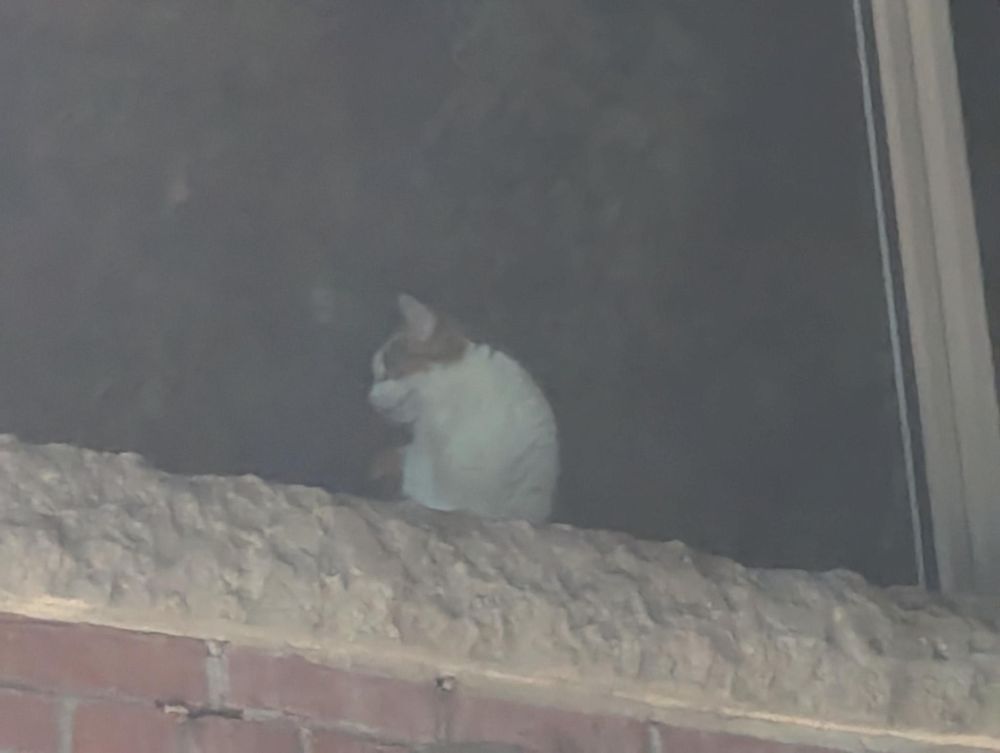 May the can sits on the window ledge looking out onto the parking lot.