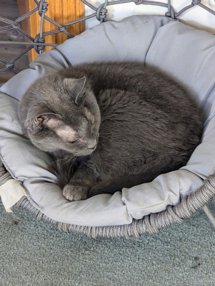 Felix this year sometime, he is a very old grey cat.