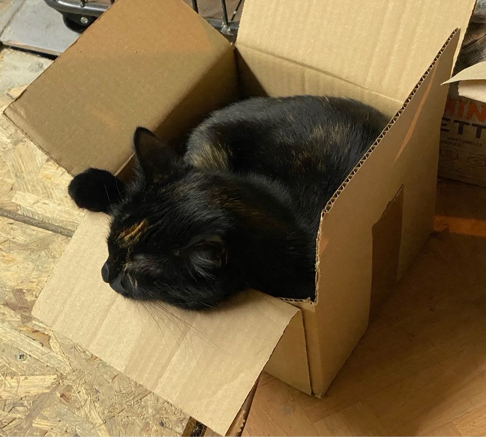 A cat sleeping in tiny box.