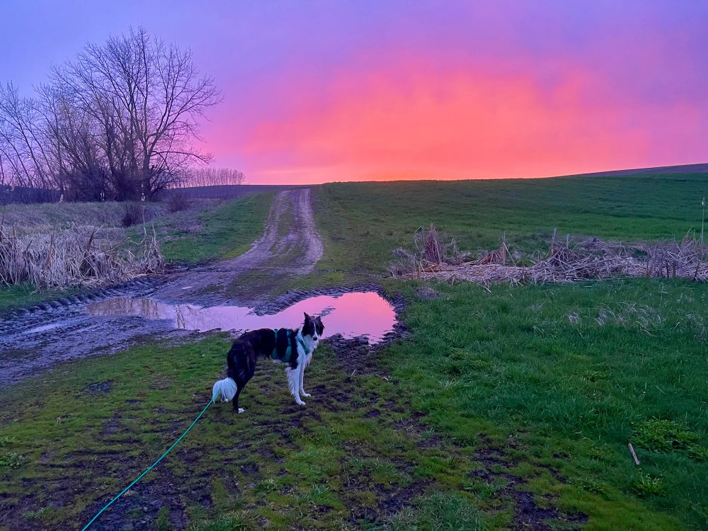 Picture of a brindle and white silken windhound at sunset in front of a green field. There is a puddle behind her that reflects the intense oranges, pinks, and purples of the spring sunset. A dirt road leads off towards the sunset, beckoning one to follow the dog on an adventure into the vivid colors.