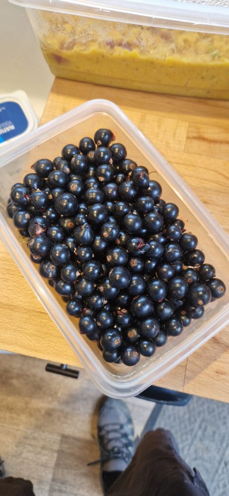 A tub of freshly picked Blackcurrants.