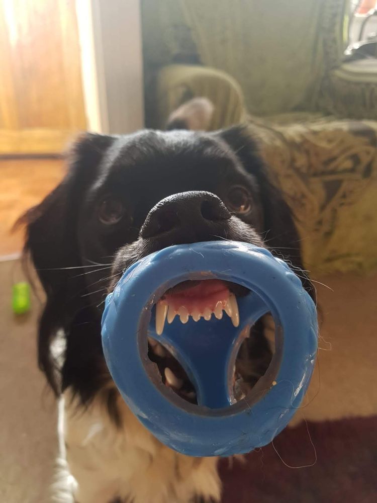 Dave, a spaniel cross