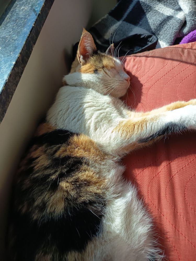 Gatinha tricolor de narigo rosa dormindo no sol em cima de um travesseiro vermelho, deitada de lado