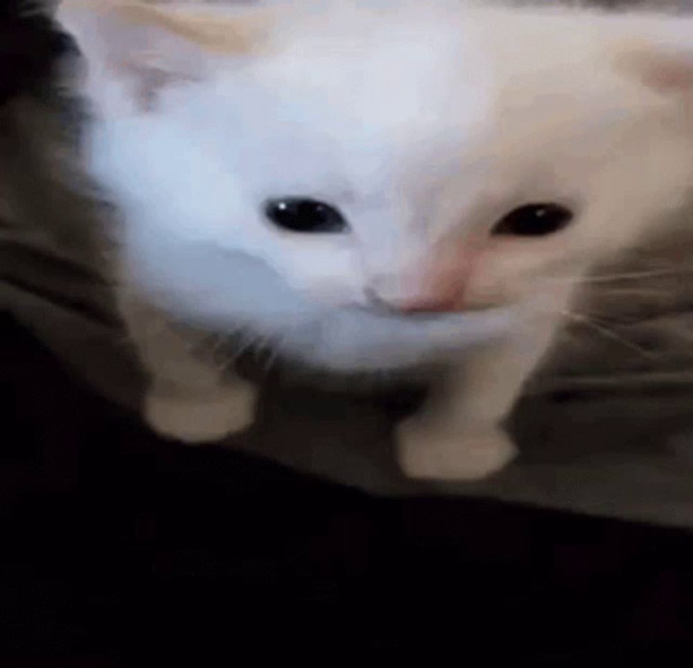 a white cat with black eyes is standing on a bed