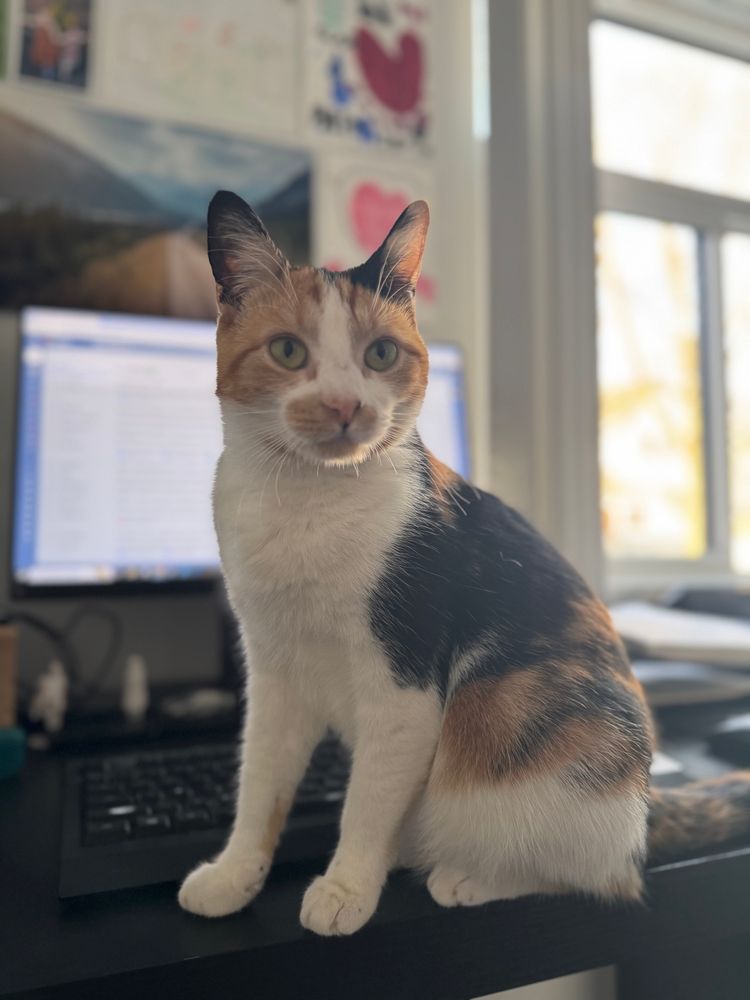 a small calico cat pulling a Lumbergh 