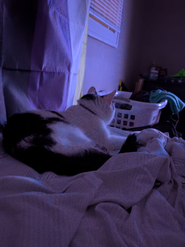 A black and white cat laying on a bed in a dark room.