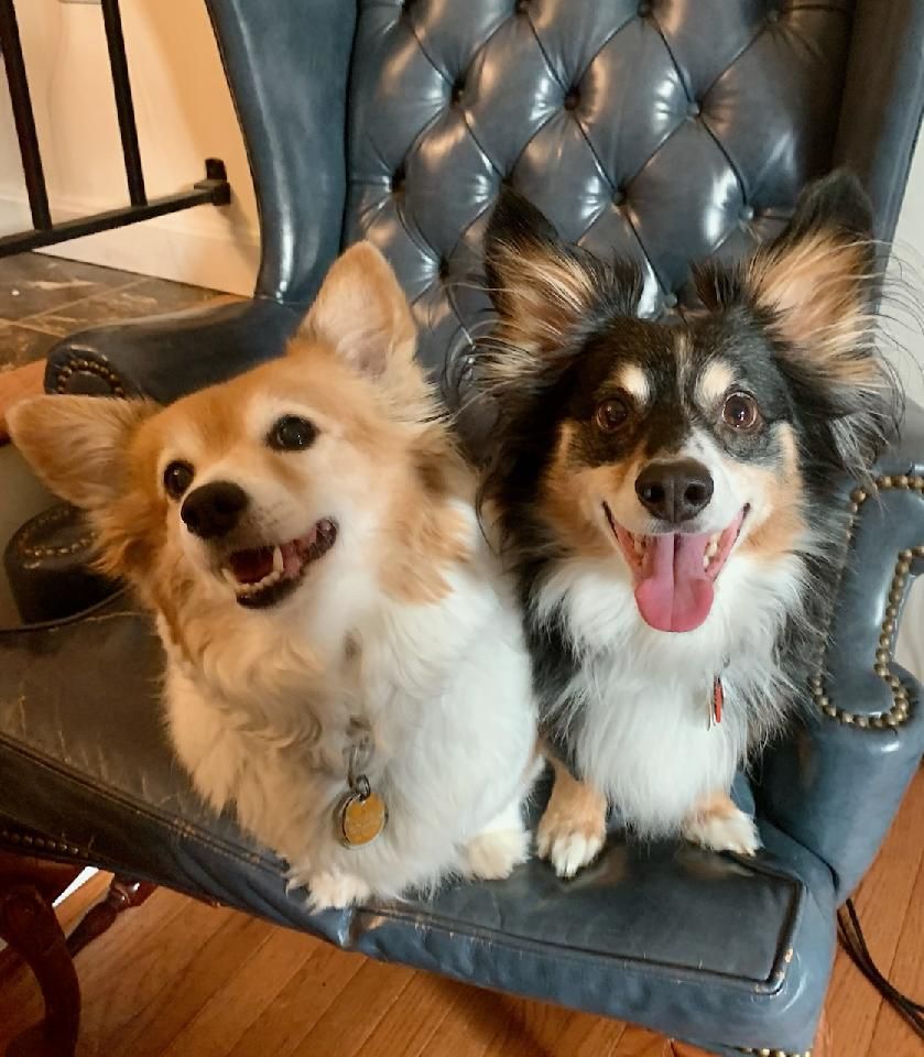 Janeway, an orange-and-white corgi mix, and Picard, a small tricolor mutt, smile up at you from a blue armchair