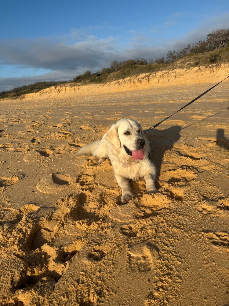 Handsome young cream golden retriever lying on the sand. 