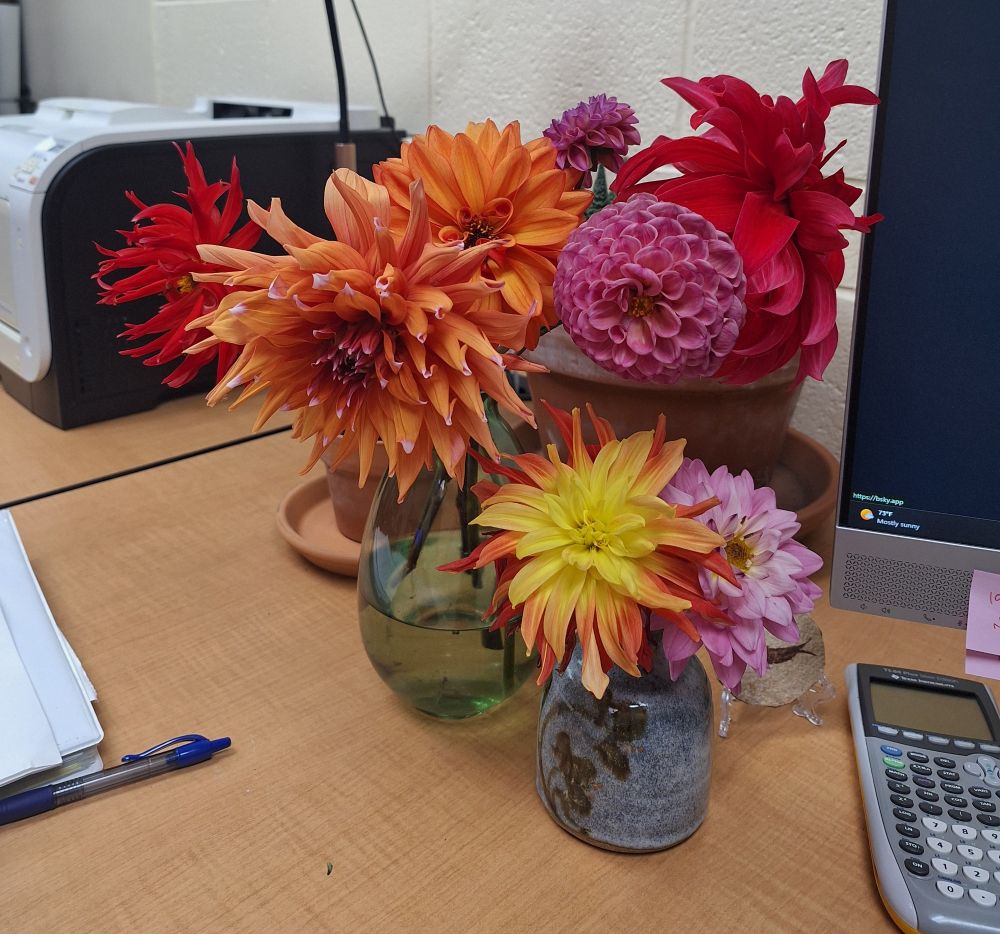 8 dahlias in a variety of colors in two vases on my desk at work.