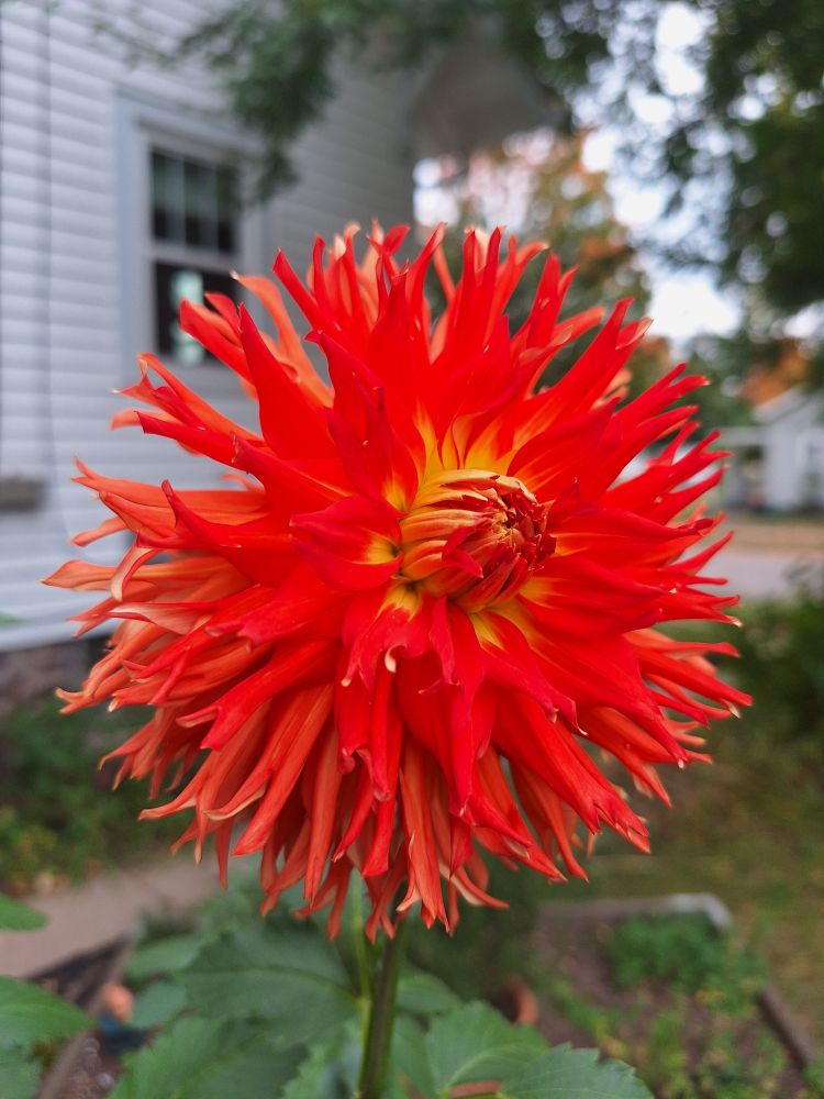 A spiky dahlia in flaming shades of red, orange, and yellow.
