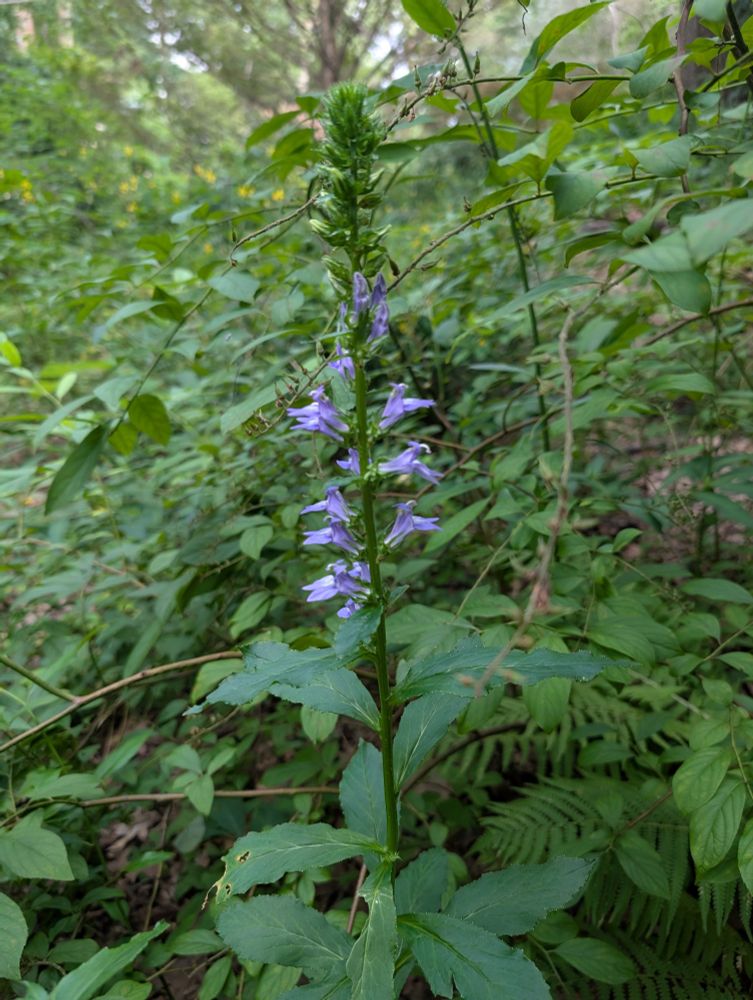 Lobelia siphilitica, great blue lobelia flowers on a single vertical stem 