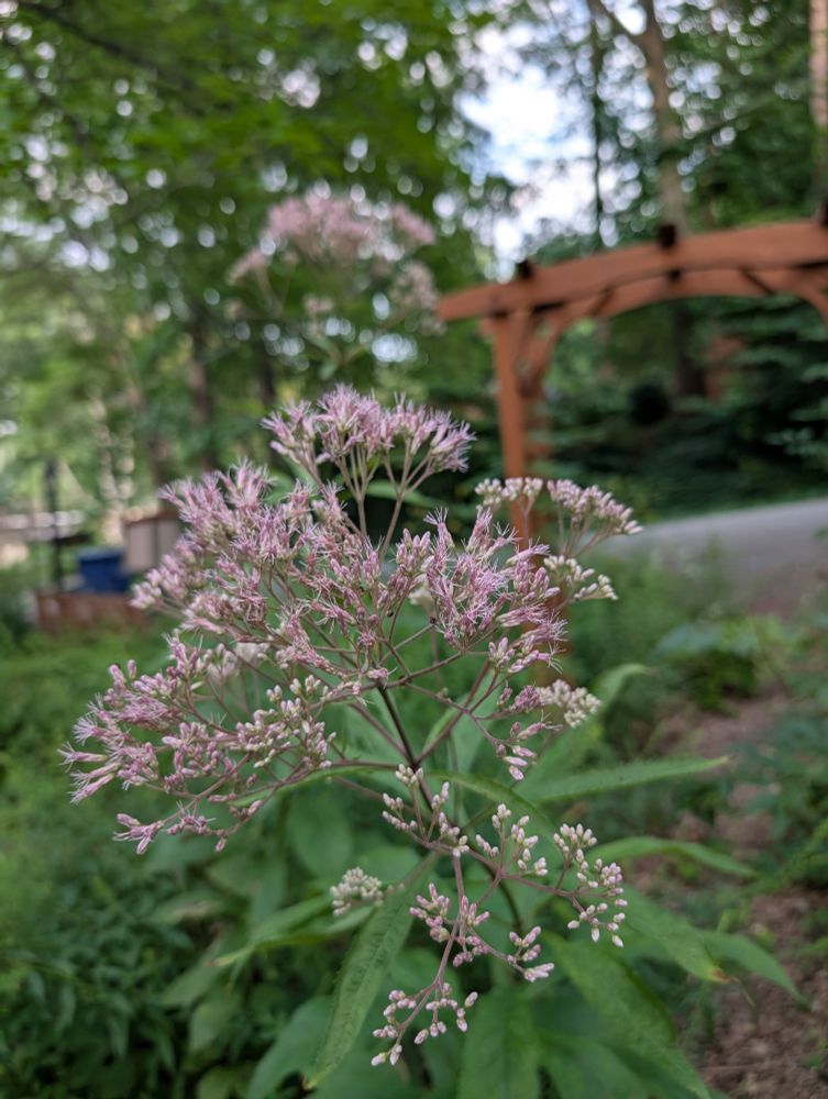 Close up of Eutrochium pupureum, Joe-Pye Weed, flower, a compound inflorescence of many tiny pink flowers forming a curved dome. The flowers appear above a single tall stalk, four to six feet tall
