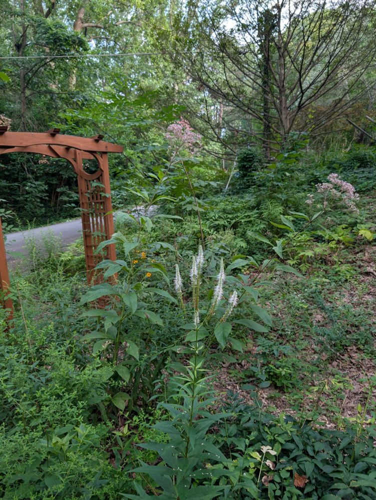 Veronicastrum virginicum, Culver's root, has multiple white flowering spires emerging from a single stem in the garden.