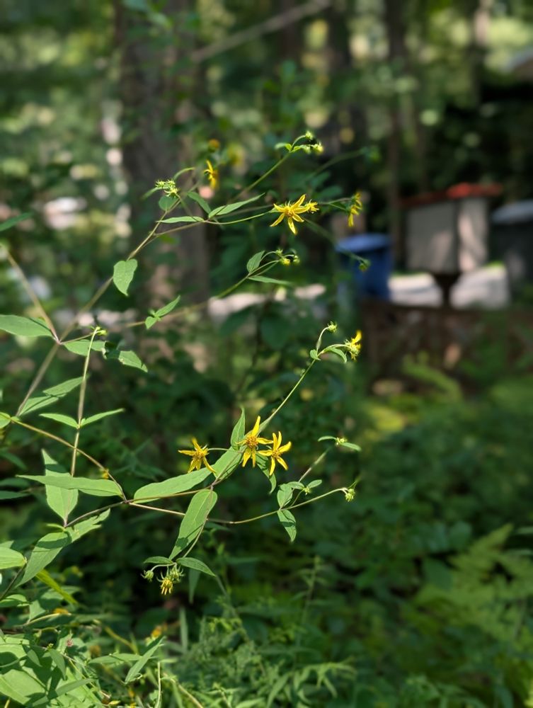 Helianthus microcephalus, small-flowered sunflower, with small delicate yellow flowers on the ends of many stems