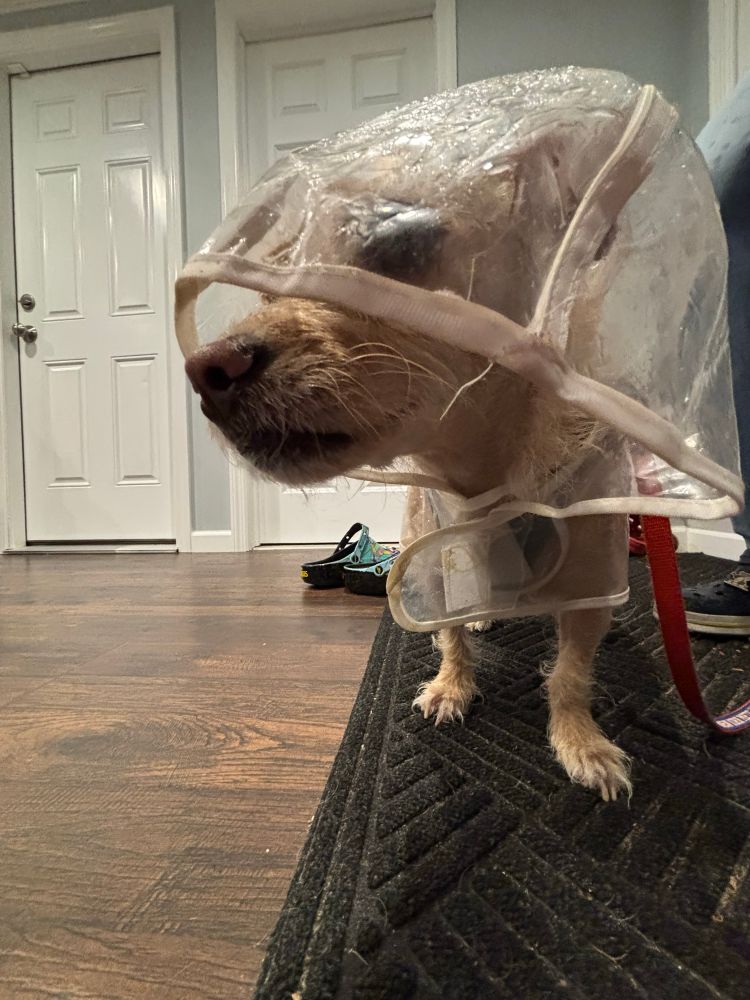 A small brown dog covered by the hood of a raincoat