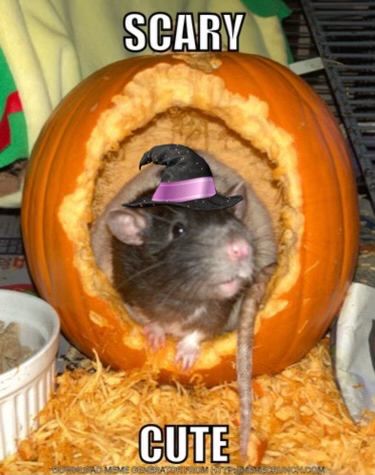 A cute pet rat inside a pumpkin that has a large hole gnawed in it. She has a witch hat sticker placed to look like she is wearing the hat. Text days “Scary cute”.