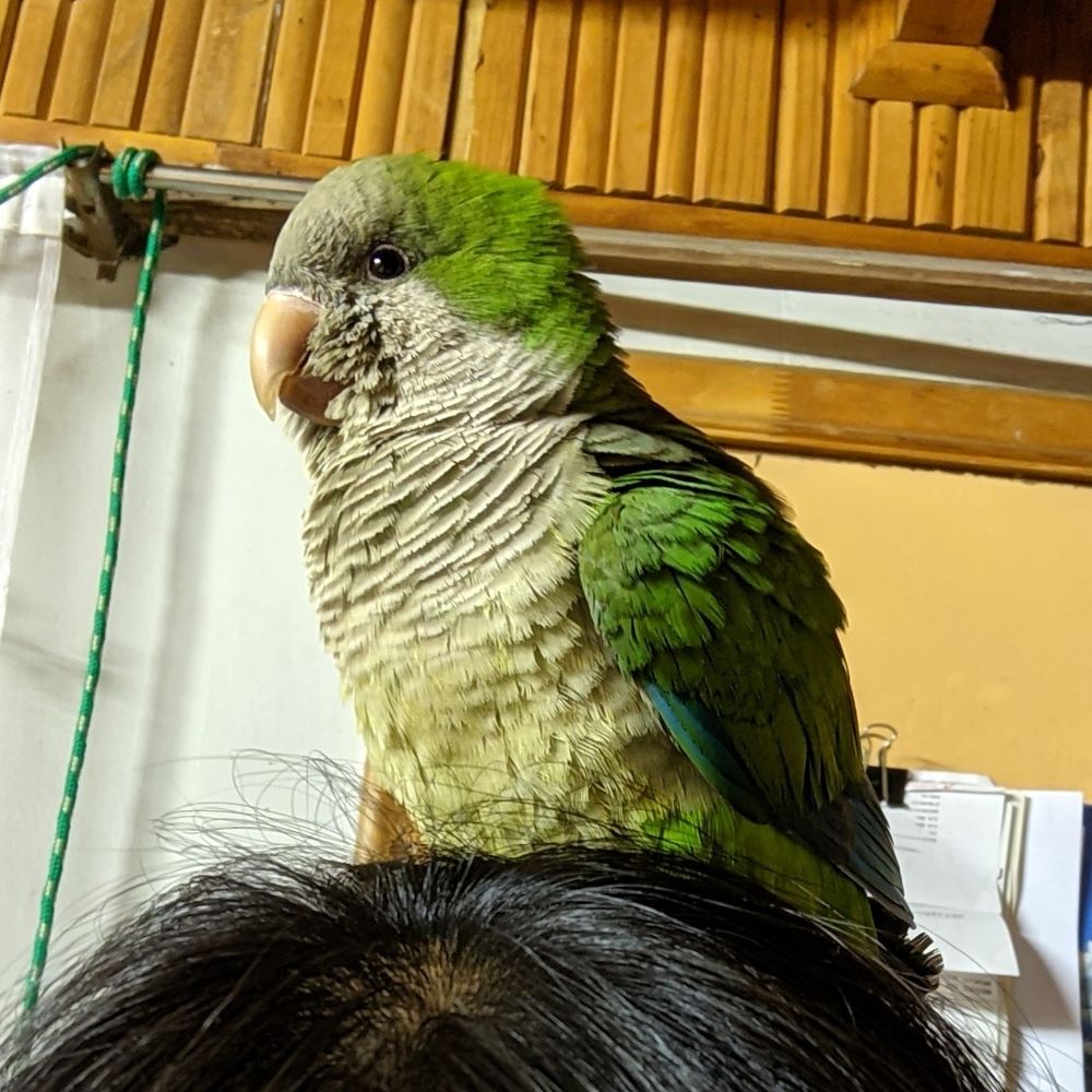 a quaker parakeet perching on its owner's head