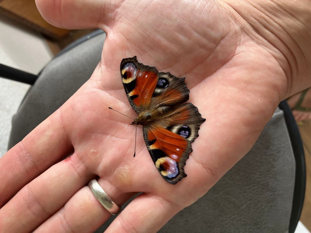 A beautiful dead moth on the palm of my hand.