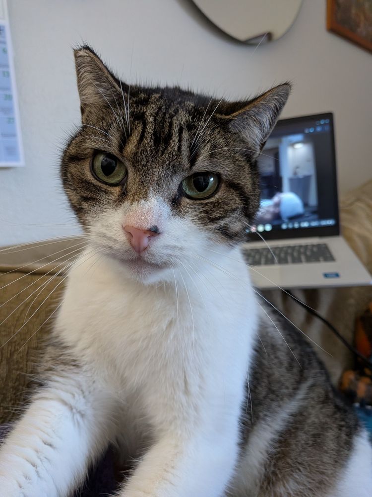Tabby and white cat with a short, flat tip on his right ear, showing he was altered by a veterinarian 