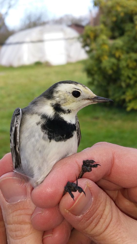 Photographie d'une Bergeronnette grise (ssp alba) mâle tenue en main.
zoom sur la tête de l'oiseau vu de profil