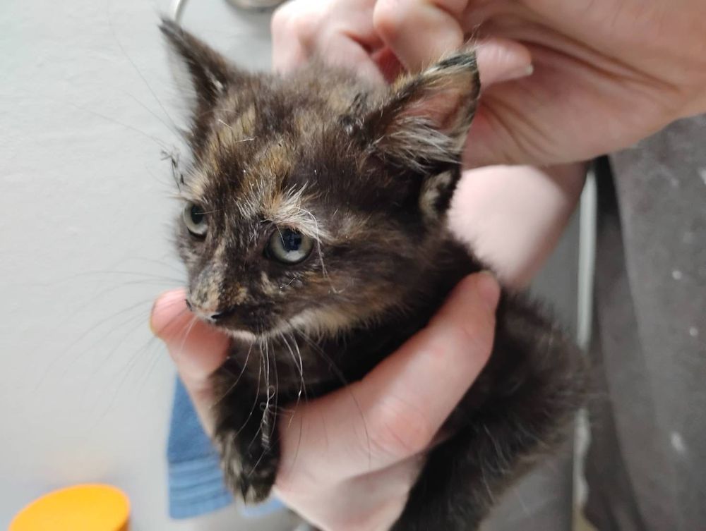 A small 1.5lb Torbie kitten being held in a single hand 