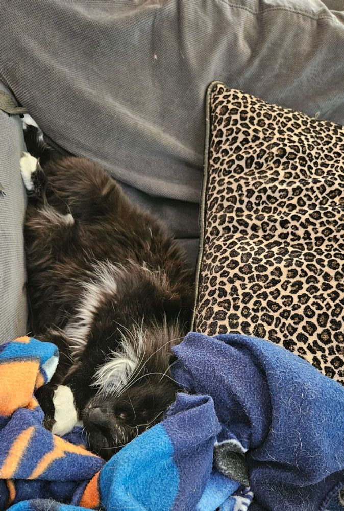 Tuxedo cat stretches out on a couch super sleepy like