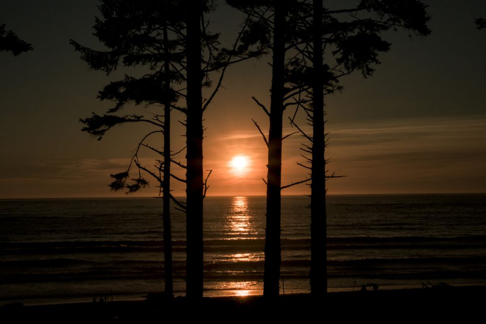 A sunset between two trees on the beach.