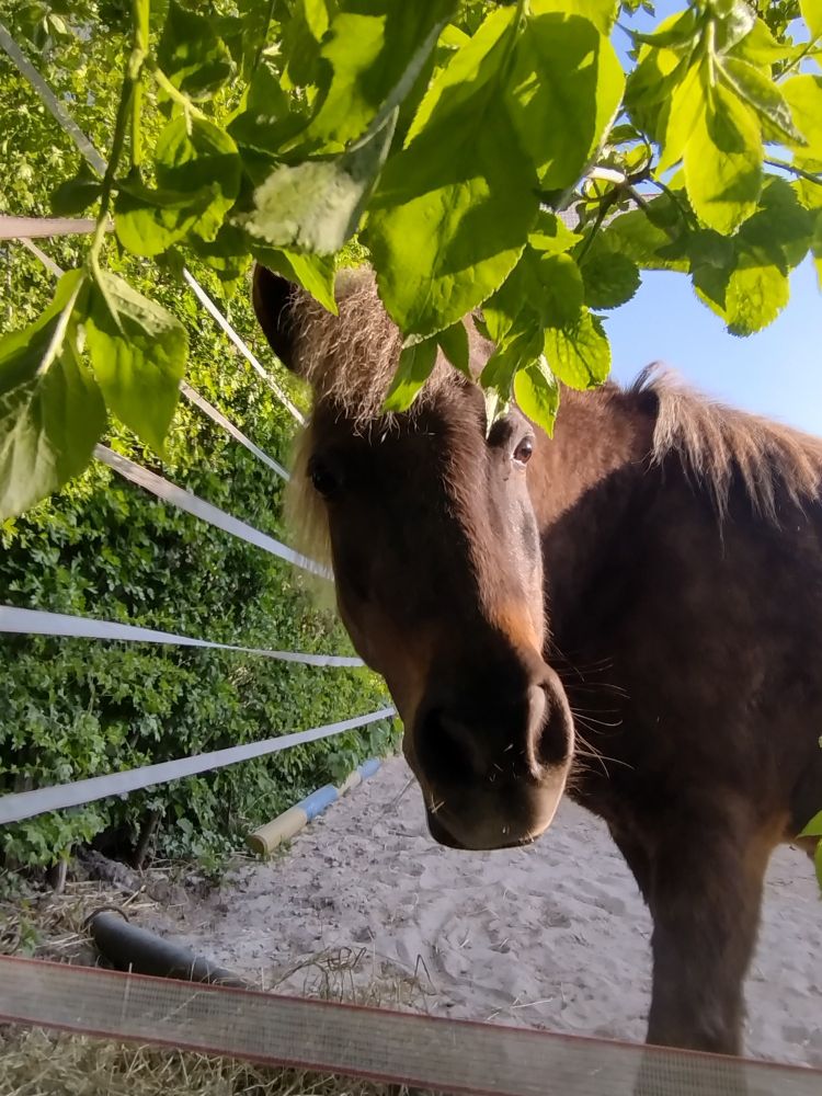 Pony mit Dunkelwindfarben Fell, das unter Blättern hindurch in die Kamera blickt