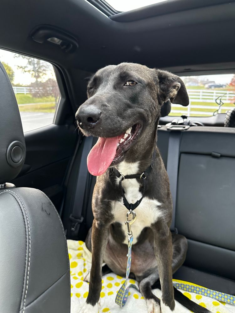Brown dog panting with tongue out in back seat of a car, she is giving serious side eye. 