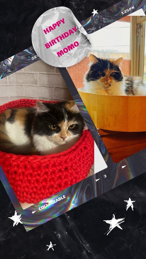 猫 ラガマフィン 誕生日