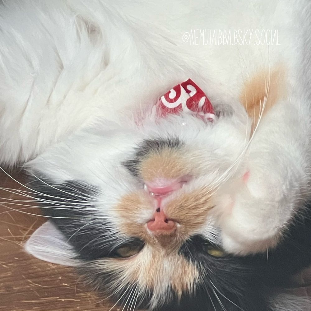 猫 ラガマフィン 上向いて爆睡
猫部