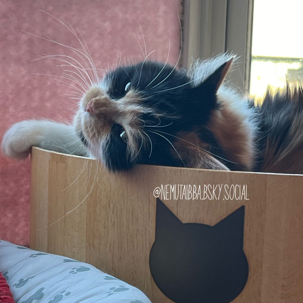 猫 ラガマフィン 寝てる
猫部