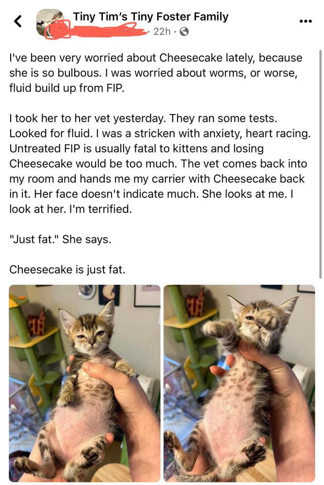 facebook post from tiny tim's foster family with 2 pics of a fat lil kitten. text reads:

i've been very worried about cheesecake lately, because she is so bulbous. i was worried about worms or, worse, fluid buildup from fip.

i took her to the vet yesterday. they ran some tests. looked for fluid. i was stricken with anxiety, heart racing. untreated fip is usually fatal to kittens and losing cheesecake would be too much. the vet comes back into my room and hands me my carrier with cheesecake back in it. her face doesn't indicate much. she looks at me. i look at her. i am terrified.

"just fat", she says.

cheesecake is just fat.