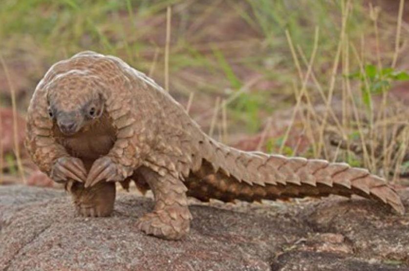 A pangolin standing on its hind legs with its hands held in front like it has to give you bad news, but is scared about it. It looks like a servant giving bad news to a monarch.