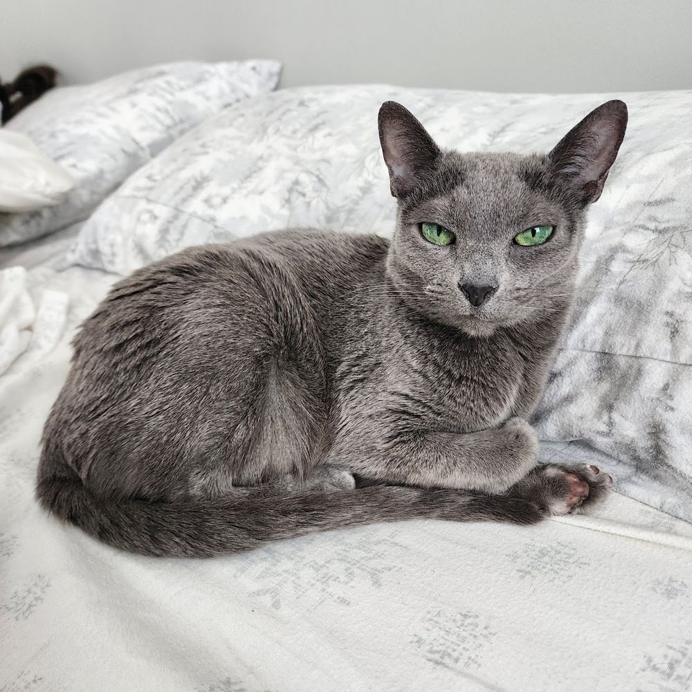 Short-haired grey cat with big-ish ears. She's sitting kinda loafed on a bed, very near a pillow. If she puts her head down, it will probably be on the pillow. One of her back feet is turned up exposing her pink/purple toe beans.