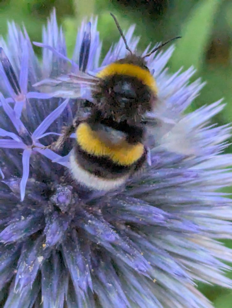A bee enjoying a globe thistle 