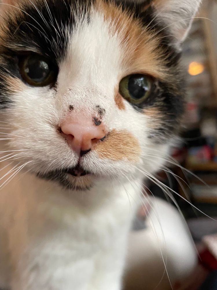 close-up van kattenkopje. een lapjeskatje met wit voorhoofd en snoetje. ze heeft zwart omrande ogen en een oranje vlekje bij haar roze neus. ze kijkt recht de camera in.