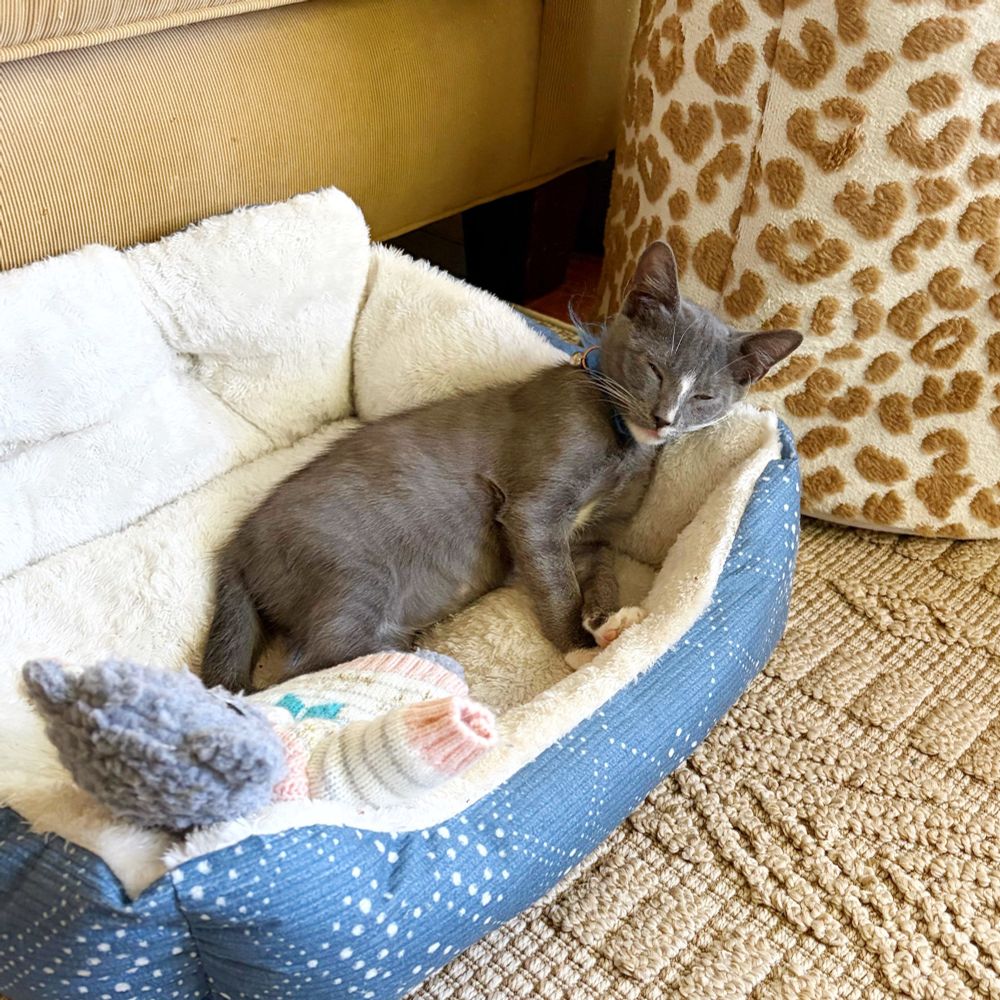 A grey and white kitten is lying in a ble and white pet bed.
