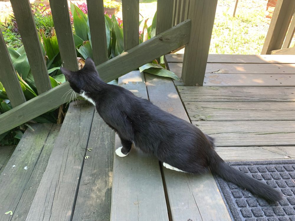 A black and white cat prepares to launch herself from a set of deck steps.