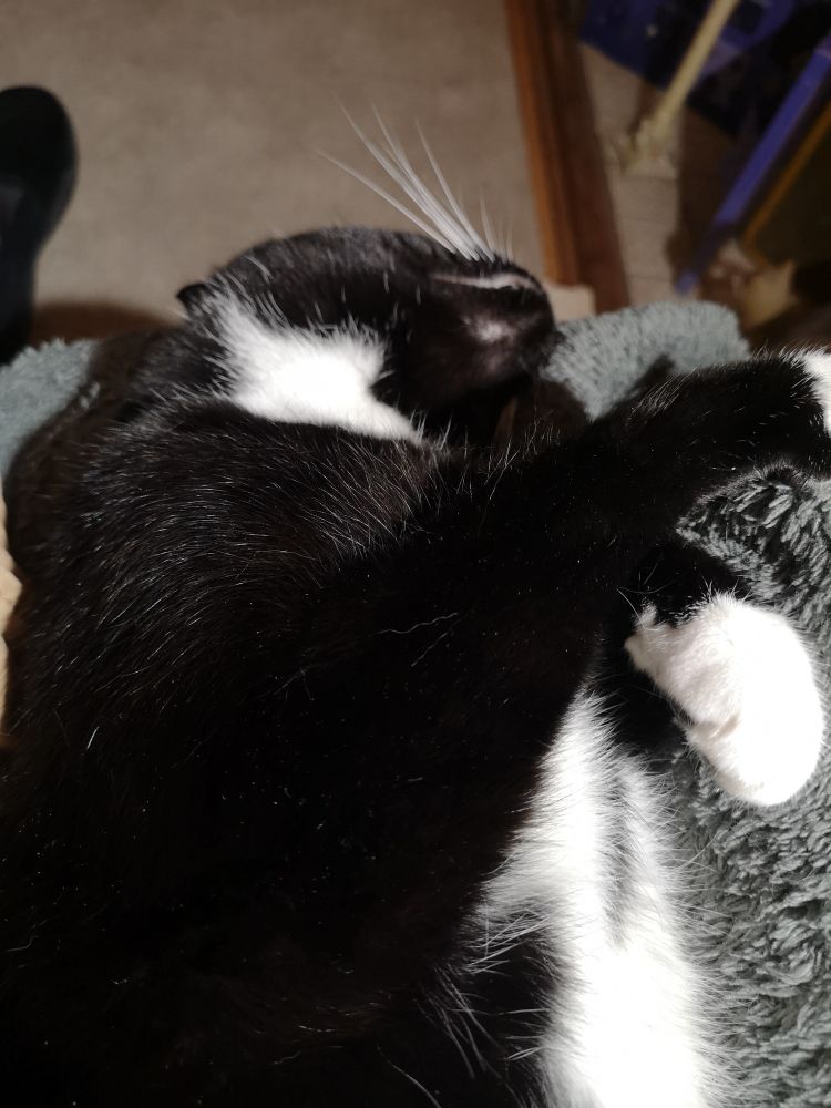 A sleeping black and white cat. His name is Merry.