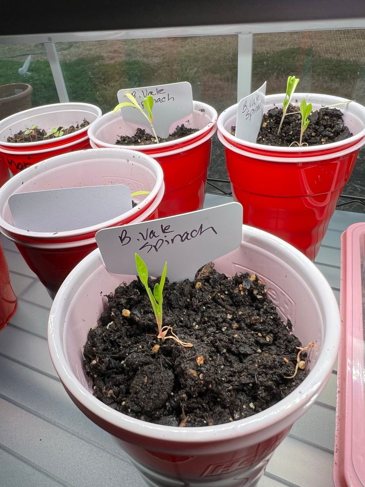 Several red solo cups with spinach seedlings. 