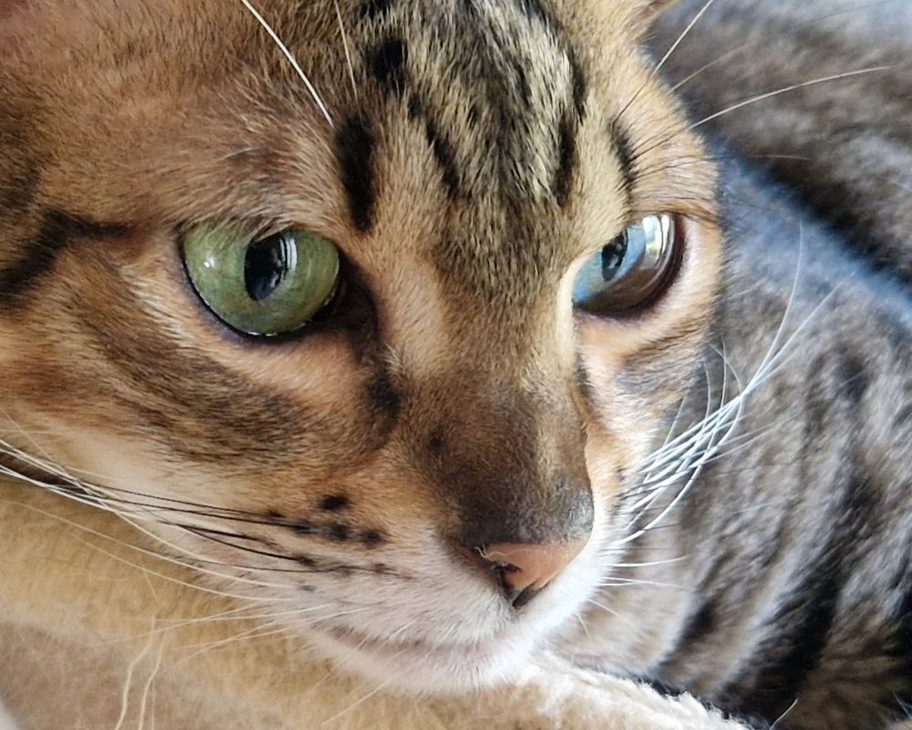 Very closely cropped headshot of cat. Just a little of the body showing.