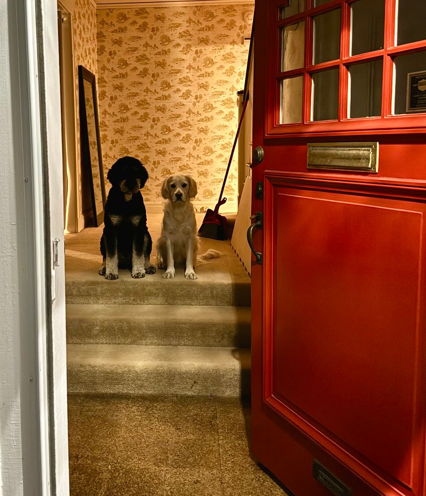 Two dogs seen through the doorway to our house. They are sitting at the top of three steps that lead into the foyer.